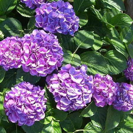 Degli Agrumi 콩카데이마리니